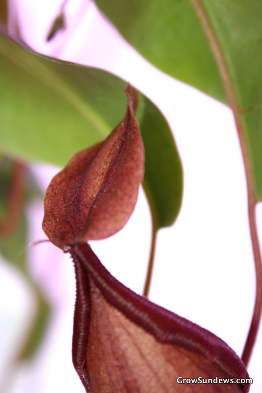 Nepenthes ventrata
