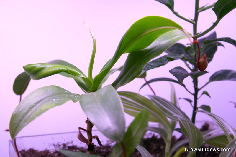 Nepenthes ventricosa
