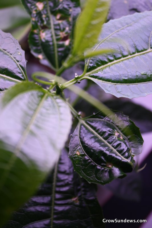 Passiflora edulis
