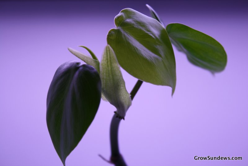 Philodendron scandens